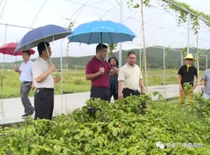 恩平种植业受灾严重,良西 牛江积极开展灾后复产工作