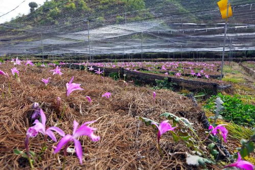 昭通鲁甸水磨镇 发展特色种植业 拓宽群众致富路