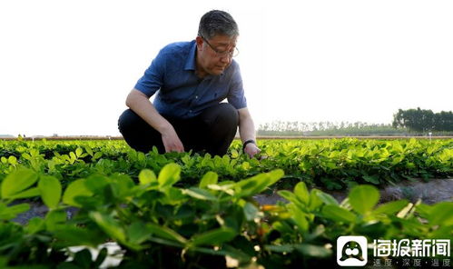 筑峰计划 领军人才丨万书波 和花生较真 屡破产量世界纪录引领种植业结构调整