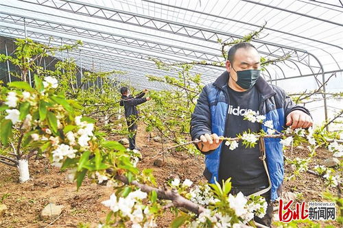 唐山迁西组织春耕备播农业生产 确保春季种植业生产有序进行