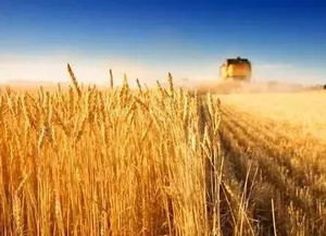 必保水稻 小麦,紧缺大豆 油菜 农业农村部 2019年种植业工作要点 透露关键信号