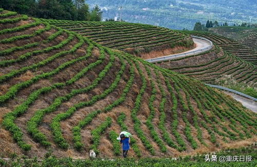 视觉重庆 綦江东溪 发展特色种植业 带动乡村振兴路