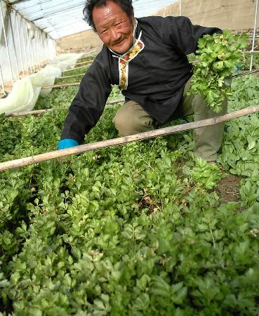 图文:西藏农民大力发展蔬菜种植业(1)