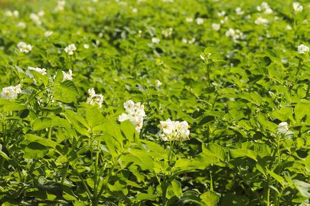 绿色的马铃薯灌木在种植园中绽放白色.未来收获的成熟.