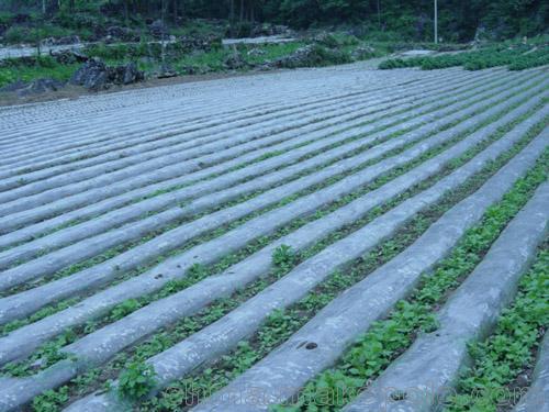 塑料厂 青岛地膜     天合塑料厂供应的地膜具有农作物的种植的用途