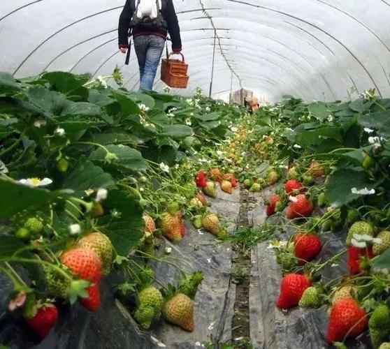 我市全面提振草莓产业发展助力乡村振兴|农产品|种植_网易订阅