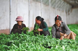 西藏蔬菜种植业迎来大规模发展