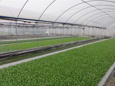 广东金诚大棚盆栽种植喷雾加湿设备,可使成活率提升30%